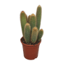 Vatricania guentheri in 17 cm pot